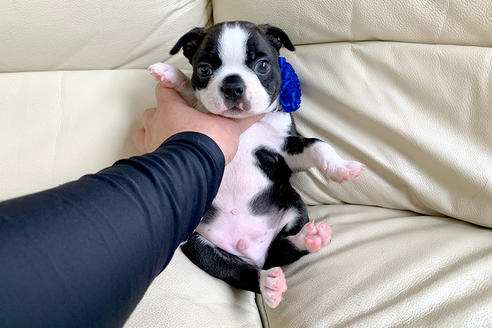 ボストンテリアの子犬を探す ブリーダーナビ