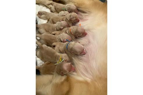 愛知県のゴールデンレトリーバー 女の子 10 04生まれ ムチムチ可愛いゴールデンちゃん 子犬id ブリーダーナビ 愛知県のゴールデンレトリーバー 女の子 10 04生まれ ムチムチ可愛いゴールデンちゃん 子犬id ブリーダーナビ