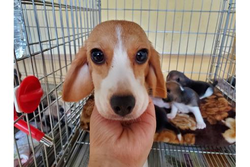 販売中のビーグルの親犬