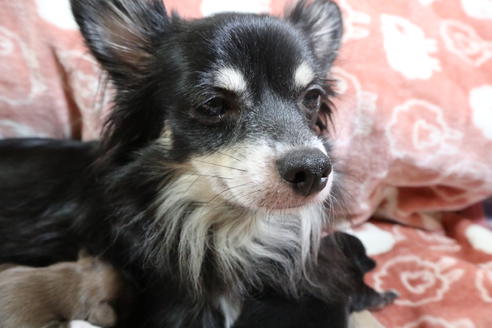 販売中のミックス犬の親犬
