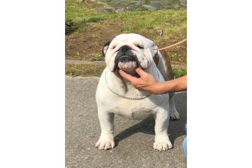 販売中のブルドッグの親犬