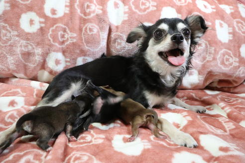 販売中のチワワ(ロングコート)の親犬