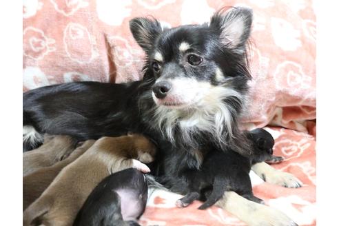 販売中のミックス犬の親犬