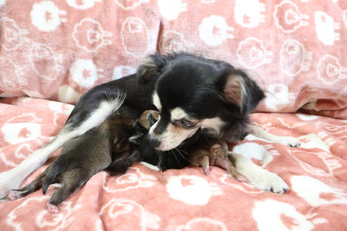 販売中のチワワ(ロングコート)の親犬
