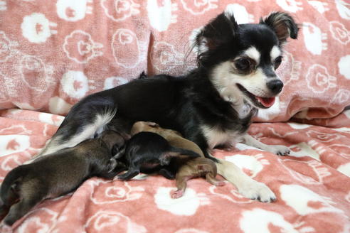 販売中のチワワ(ロングコート)の親犬