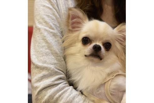 販売中のチワワ(ロングコート)の親犬