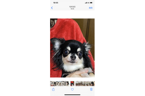 販売中のチワワ(ロングコート)の親犬