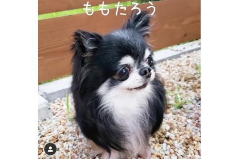 販売中のチワワ(ロングコート)の親犬