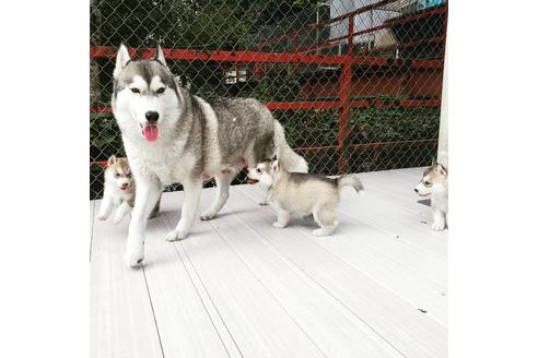 販売中のシベリアンハスキーの親犬