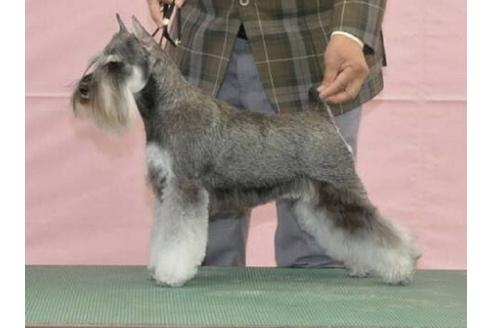 販売中のミニチュアシュナウザーの親犬