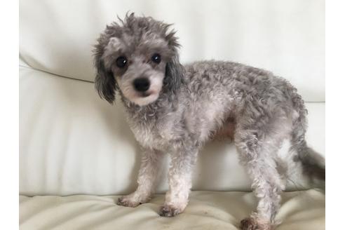 販売中のトイプードルの親犬