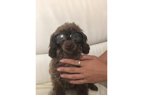 販売中のトイプードルの親犬