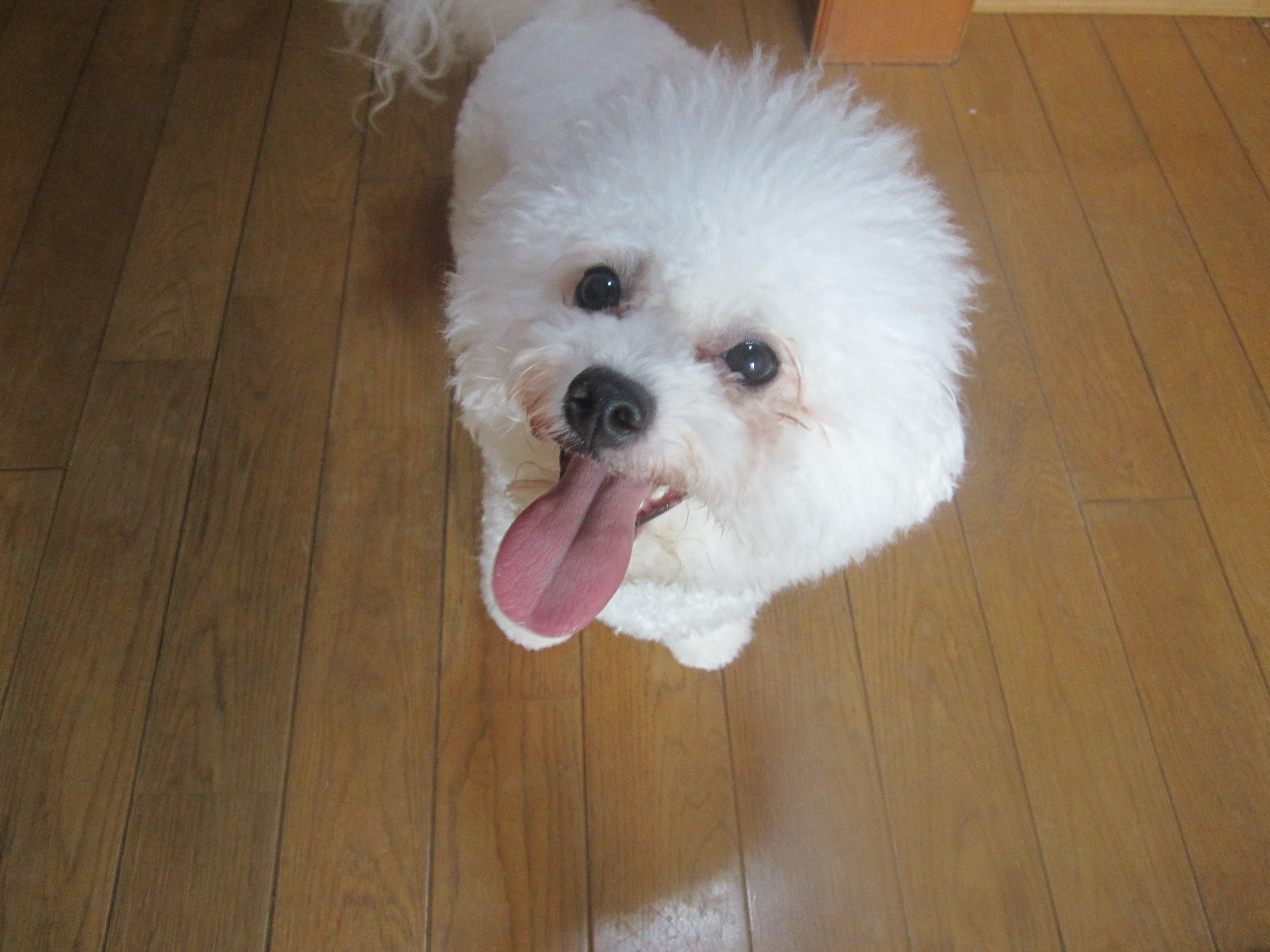 尾関ブリーダー