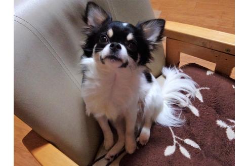 販売中のチワワ(ロングコート)の親犬