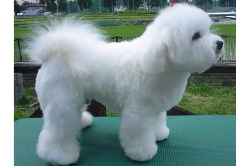 販売中のビションフリーゼの親犬