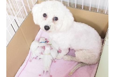 販売中のビションフリーゼの親犬
