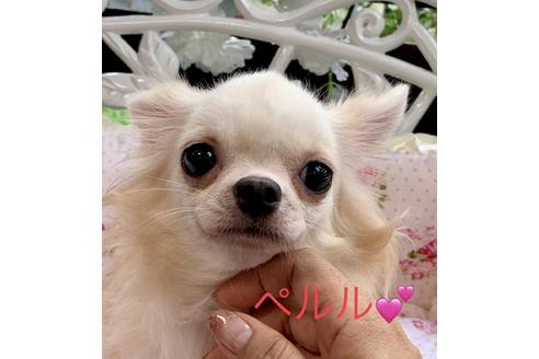 販売中のチワワ(ロングコート)の親犬