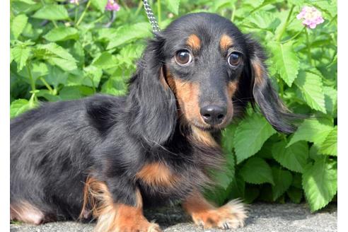 販売中のミニチュアダックスフンド(ロングヘアード)の親犬
