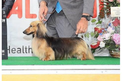 販売中のミニチュアダックスフンド(ロングヘアード)の親犬
