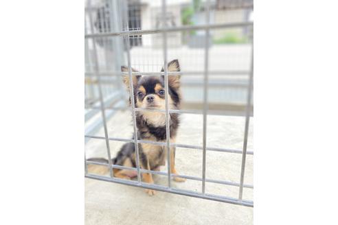 販売中のチワワ(ロングコート)の親犬