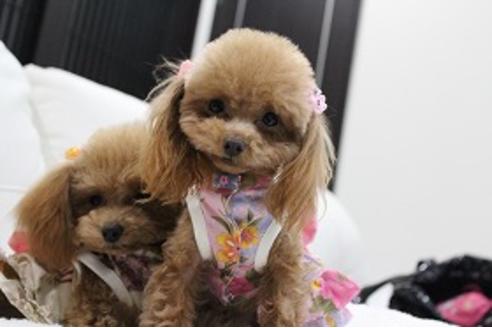 販売中のティーカッププードルの親犬