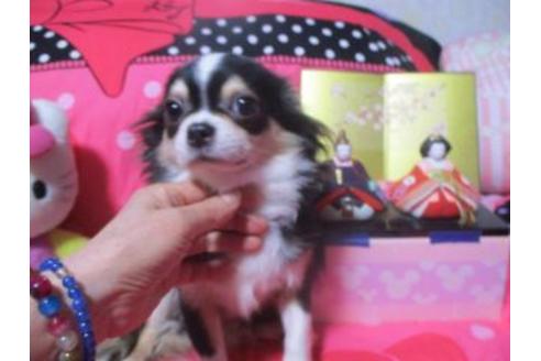 販売中のチワワ(ロングコート)の親犬