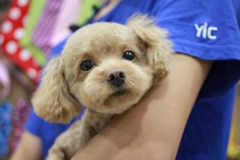 販売中のトイプードルの親犬