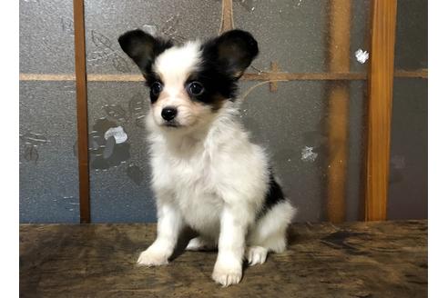 青森県のパピヨン 女の子 08 25生まれ 可愛い女の子 子犬id ブリーダーナビ 青森県のパピヨン 女の子 08 25生まれ 可愛い女の子 子犬id ブリーダーナビ