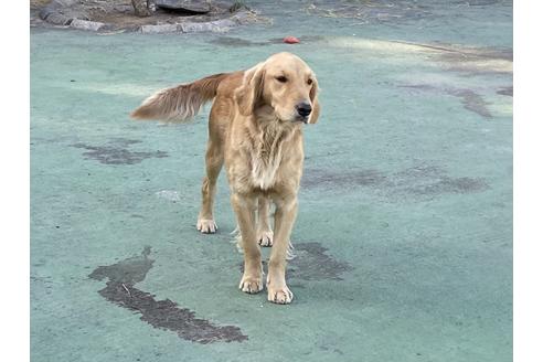 販売中のゴールデンレトリーバーの親犬