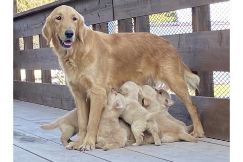 鹿児島県のブリーダーを探す ブリーダーナビ