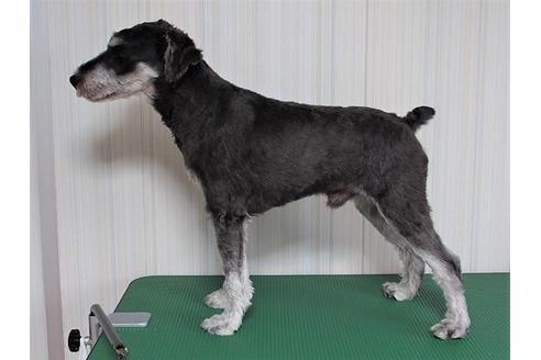 販売中のミニチュアシュナウザーの親犬