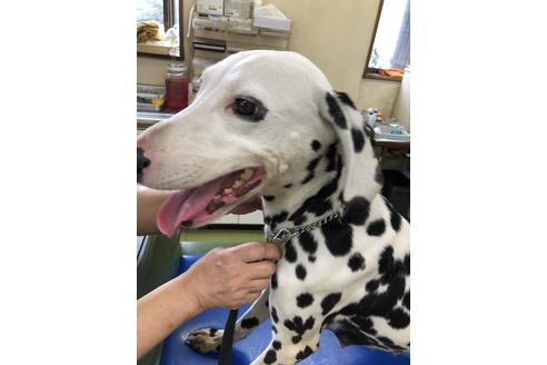 鳥飼悦子ブリーダーの詳細の1枚目