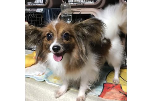 販売中のパピヨンの親犬