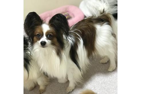 販売中のパピヨンの親犬