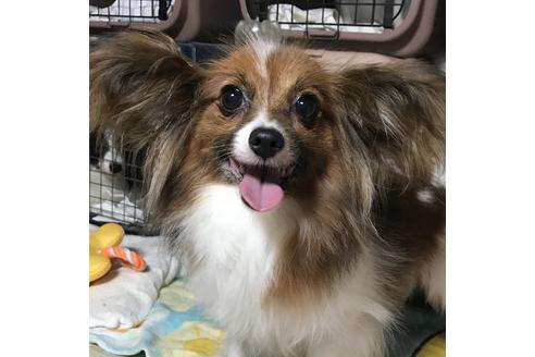 販売中のパピヨンの親犬