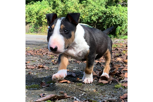 中国でミニチュアブルテリアの子犬を探す ブリーダーナビ