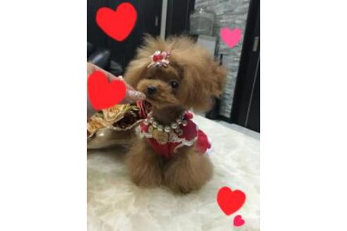 販売中のティーカッププードルの親犬