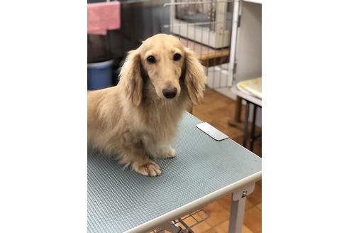 販売中のミニチュアダックスフンド(ロングヘアード)の親犬