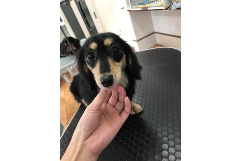販売中のミニチュアダックスフンド(ロングヘアード)の親犬