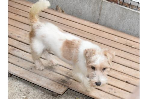 販売中のジャックラッセルテリアの親犬
