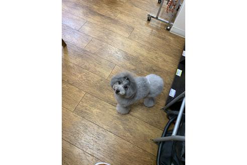 販売中のタイニープードルの親犬