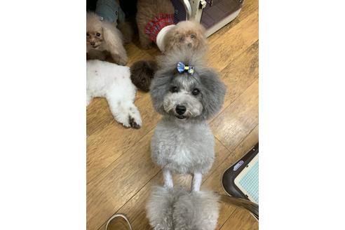 販売中のタイニープードルの親犬