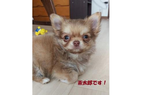 販売中のミックス犬の親犬