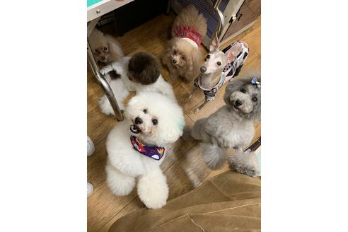 販売中のタイニープードルの親犬