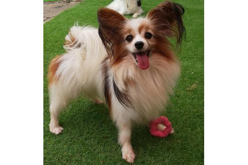販売中のパピヨンの親犬