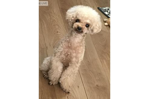 販売中のティーカッププードルの親犬