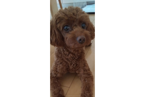 販売中のトイプードルの親犬