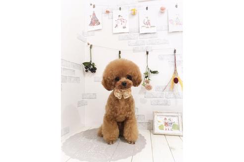 販売中のティーカッププードルの親犬
