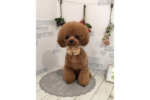 販売中のティーカッププードルの親犬