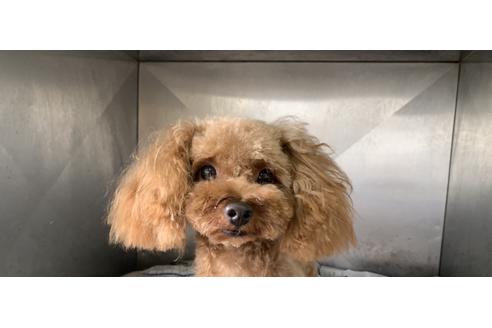 販売中のチワプー:チワワ×トイプードルの親犬